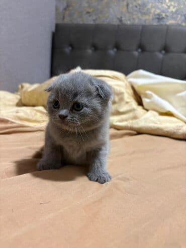 şotlan pişik: Şotland yastı qulaq, Erkək, Dişi, Yaxşı əllərə, Ünvandan götürmə, Pulsuz çatdırılma, Ödənişli çatdırılma — 6