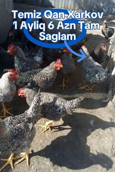 İtlər: Toyuq, Damazlıq — 1