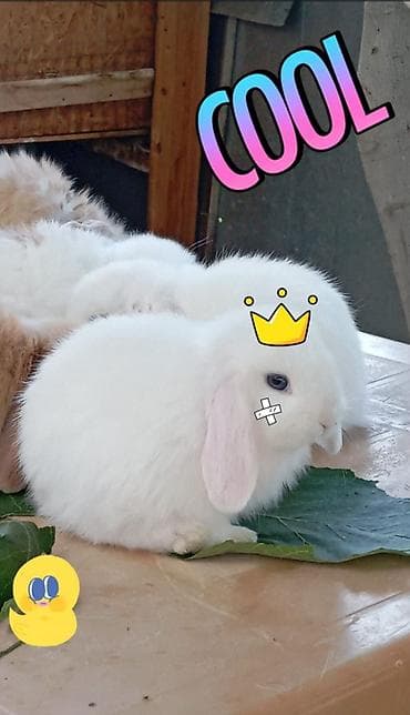 imisli yemi: Mini Lop dekorativ dovşan balaları - Cins: Mini Lop (aşağı sallanan — 4
