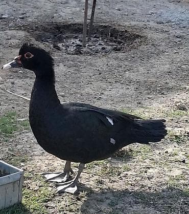 cuce adi: Dişi, | Lal ördək, Ətlik — 1