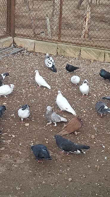 scottish fold qiymeti: Satılır — 1