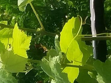 ramanada evler: Bakı, Novxanı, 230 kv. m, 6 otaqlı, Hovuzlu, Kanalizasiya, Qaz, Su — 20