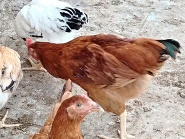 cins xoruz yumurtada banlayar: Toyuq, Yumurtalıq — 12