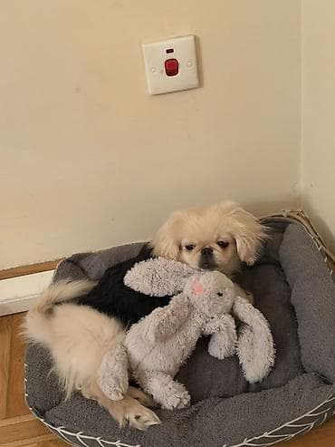 it evləri: 5 aylıq erkek peknes satılır çox ağıllı terbiyəli itdir işlə bağlı — 3