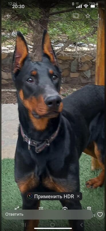 доберман купить: Doberman, 1 il, Erkek, Peyvəndli, Ünvandan götürmə — 2