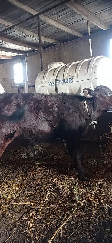 heyvalar: Süd yönümlü inək qara-ağ rəngli, buynuzlu - Sağım üçün iri və dolğun — 5