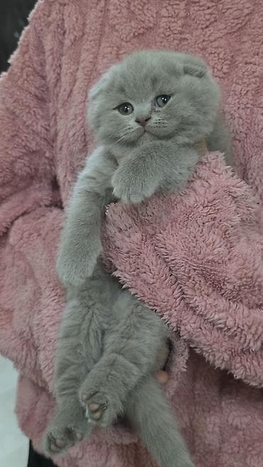 qara pisik sekilleri: Britan — 4