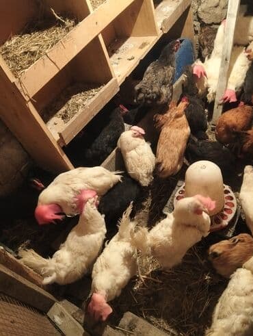 sumqayit liqorin: Курица, Для разведения — 3