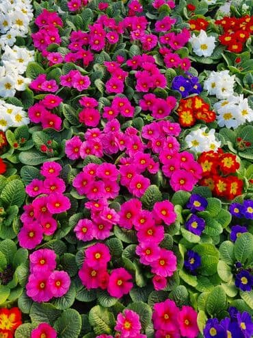 qızıl gül buketi: Gullerin satişi — 21