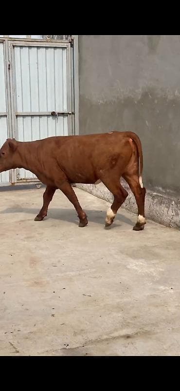 ordək balası və cucə: Oz təsərrüfatmdan satiram 6 ayliq temiz simental duge disi — 3