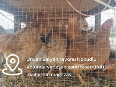 Chery: Курица, Для разведения, Самовывоз, Бесплатная доставка, Платная доставка — 4