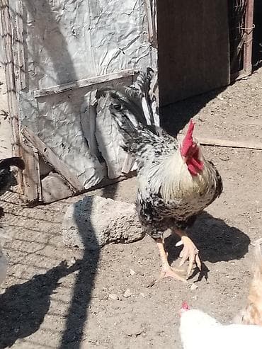 heyreti xoruzu: Məhsul: Ayaqları tüklü xoruzlar (fotoşəkillərdə görünən müxtəlif — 9