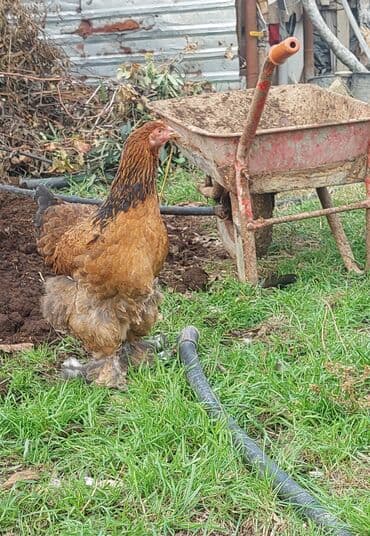 Ördəklər: Toyuq, Brama, Damazlıq, Ödənişli çatdırılma — 1