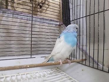 korella quş: Hazır cütdülər tam saglam aktiv — 4