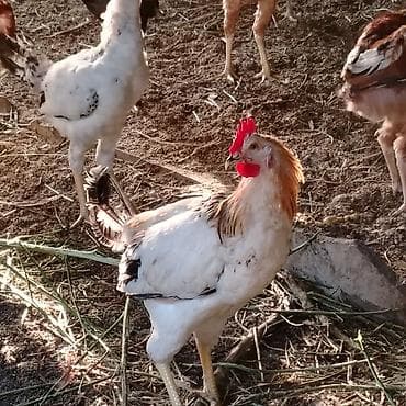 taxta domikler: Qarışıq yerli toyuq və xoruz sürüsü - Cinslər: yerli qarışıq (ağ — 8