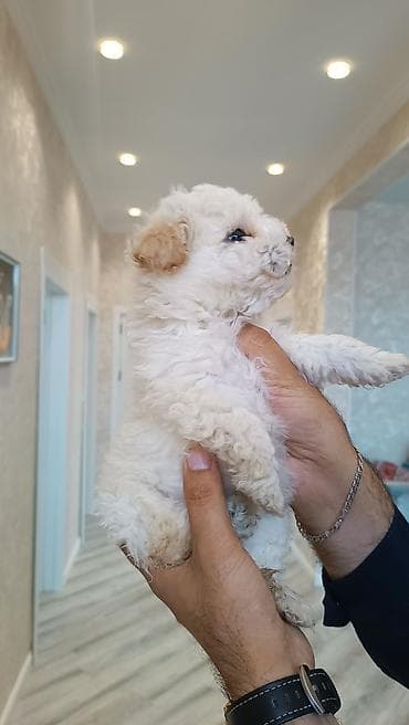 qoyun iti balasi: Pudel, 2 ay, Erkek — 4