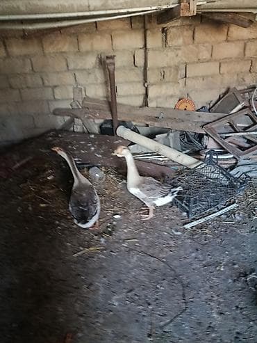 bala tutuquşu: Satılır 4 ədəd qaz. 2 1 yas yumurtar dişi erkey 2 5 ayliq hemin ana — 2