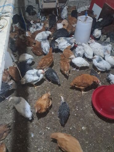 Куры: Куриные цыплята, Для разведения — 1