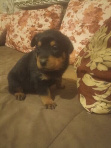 rottweiler itleri satisi: Rotveyler, Pulsuz çatdırılma — 6