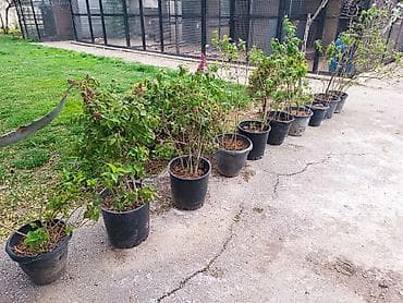 mal dili bitkisinin faydaları: Yasəmən ağacları dioçəkdə satılır biri 15₼. Kaktus formasında olan — 6