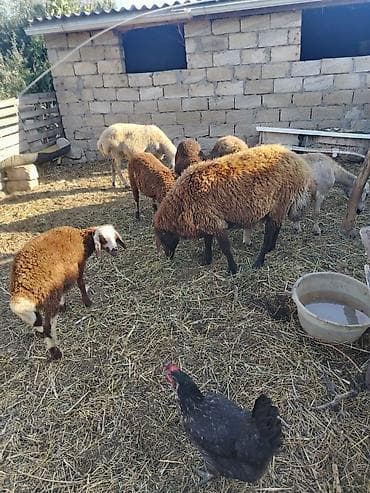 Salam cavan qoyunar satilir 3 anadi 3 baladi bir qocdu reyal alici zey