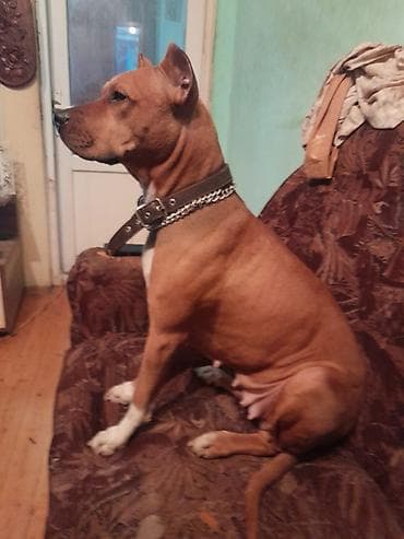 it ucun qurd dermani: Pitbul, 2 ay, Dişi, Peyvəndli, Ünvandan götürmə — 4