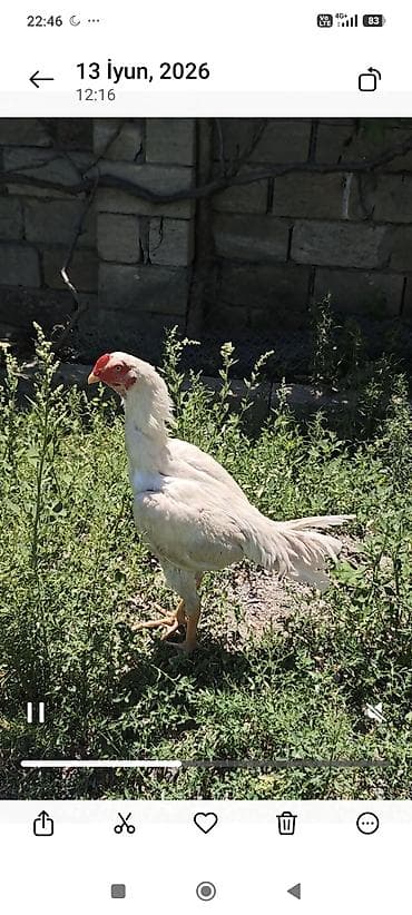 Heyratı beçə 6 aylıq .qiymətə görə narahat etməyin barter