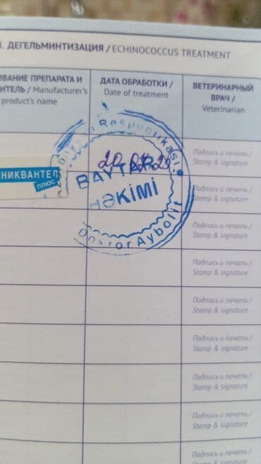 it qiz sekilleri: Doberman, Dişi, Peyvəndli — 2