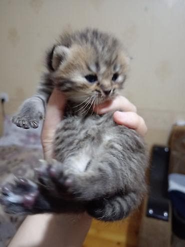 pişik tasma: Tabbi, Erkək, Yaxşı əllərə, Ödənişli çatdırılma — 3