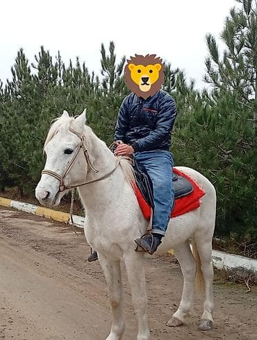 ucuz quzu: Yarimsaati 40aznprakata At 🐴Deniz qiraqi Ağ rəngli minik atı – sakit — 2