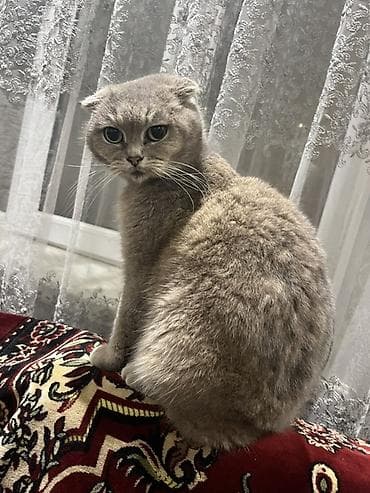 van pisiyi: Şotland yastı qulaq — 8