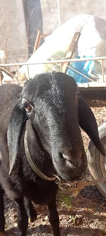 erkek: Ana bala erkeydi balası 2 aylıqdı — 4