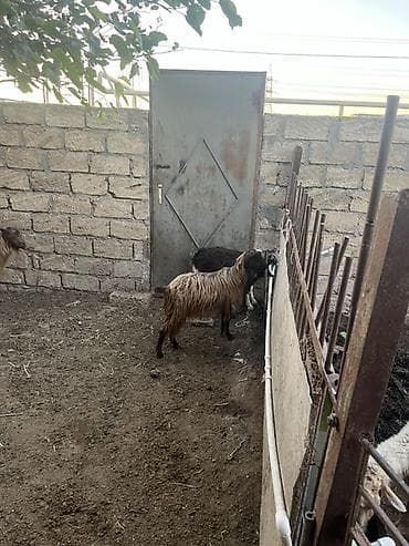 heyvan yemi: Qoyun-qoç təsərrüfatı üçün xırdabuynuzlu heyvan sürüsü - Növ: Keçi — 4