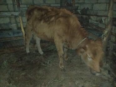 120 kilo et var . Satılır: Qırmızı rəngli dana - Növ: iri buynuzlu lalafo.az -da 120 kilo et var . Satılır: Qırmızı rəngli dana - Növ: iri buynuzlu