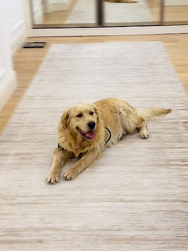 Retriever, 11 ay, Erkek, Peyvəndli, Ünvandan götürmə