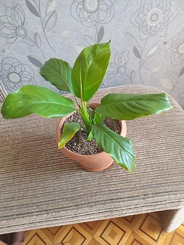 nokia yarpaq: Spathiphyllum (Sülh zanbağı) – otaq bitkisi - Dibçək: klassik — 2