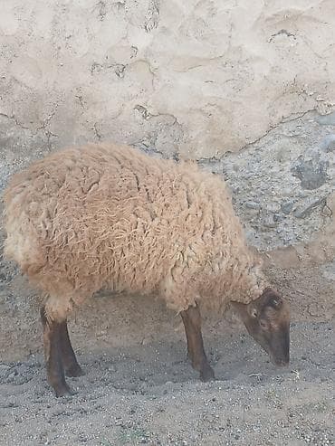 heyvan satisi: Ekiz tay Dişi quzuLar satıLır yeni qırxıLdıqları üçün biri yunLudu — 3