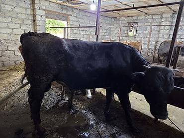 Satilir. super heyvandi.1 yasi var hele.fikri cidi olan narahat — 5