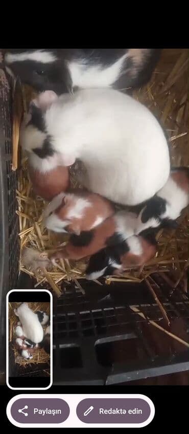 cins pisik cutlesdirme: 6dene var 3sade 15man 1ri 3dene razetka sort 20man cox alana endirim — 7