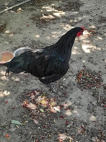 Toyuqlar: Təmiz avsrolop xoruzlardi 6ayliqdi 3 kiloya yaxin çəkiləri var — 6