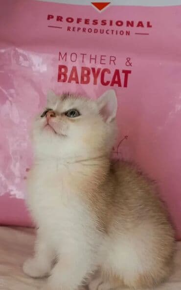 Britan, Erkək, Dişi, Yaxşı əllərə, Ünvandan götürmə