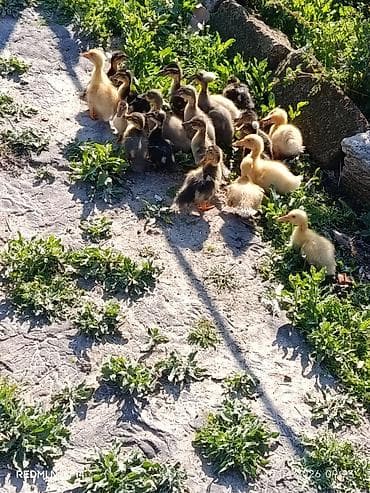 Сельхоз птицы: Pekin qışqıran qarışıq ördək balaları.biri 2.50. hamsini goturene — 5