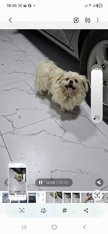 heyvanlar: Pekines, 8 ay, Erkek — 2