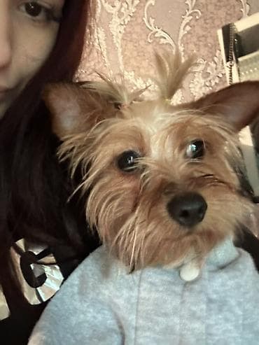 ən gozəl it adları: Yorkşir teryer, 10 ay — 3