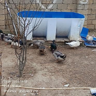 hind quşları: Macar sortu iki dişu bir erkə 3 120 azen qalan səsli və yerli lal — 2