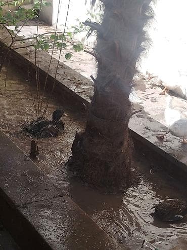 tap.az toyuqlar: Dişi, Yumurtalıq — 3