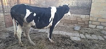 qoyunun disleri: Dana, buzov, Dişi, Holsteyn, ay: 3, Damazlıq — 2