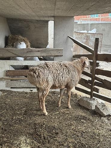 qoyun ucuz: Qoyun – ət və damazlıq üçün - Cins tipi: QISSAR uzunqulaq, - Rəng — 4