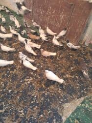 quş yuvasi: 4 manat Təsvir: - Növlər: müxtəlif rəng və naxışlarda ev/oyun — 8