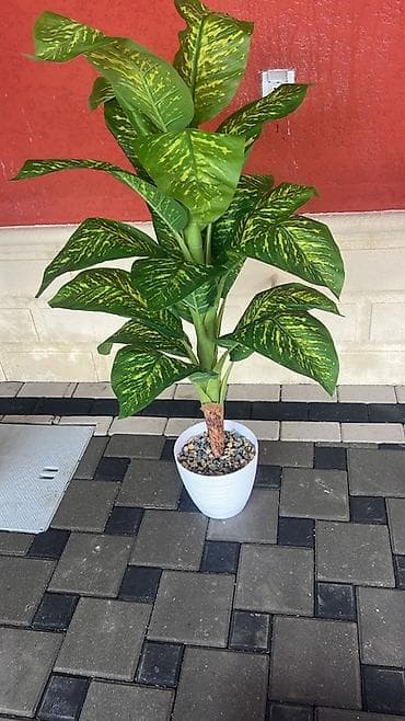 Süni dekorativ otaq bitkiləri – ağ qablarda - Modellər: difenbaxiya